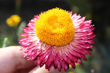 pink flower