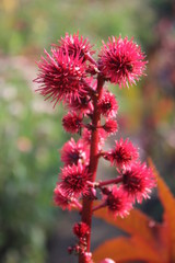 flowers in the garden