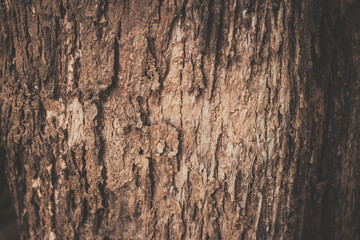 old wood background