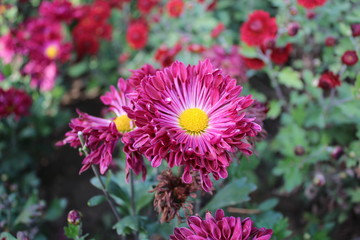 flowers in the garden