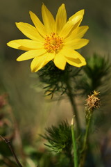 Small meadow yellow flowers in a green grass