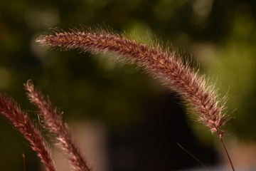 Close-Up Of delicate plant- Flowers of weed grass in sunlight