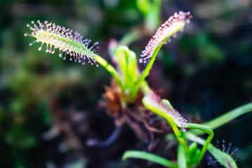 droplets macro flytrap
