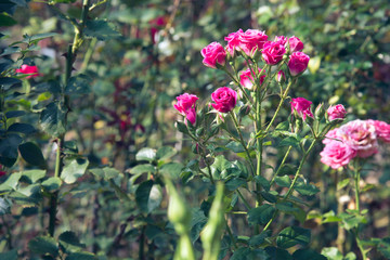 background nature Flower rose. pink bunch roses. public park, Rose Garden, background blur.