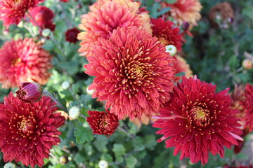 red flowers in the garden