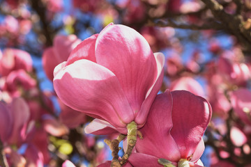 spring: trees blossom ,  magnolia blossoms - magnolia tree in Bistrita Romania, 2016