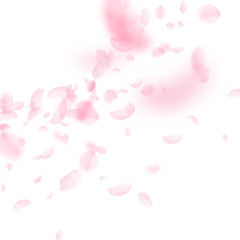 Sakura petals falling down. Romantic pink flowers 