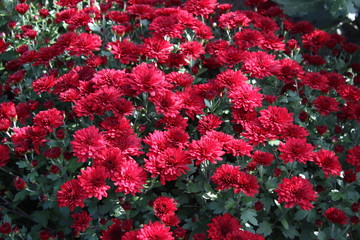 red flowers in the garden