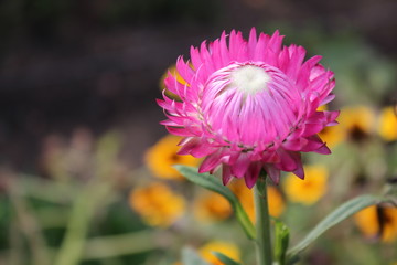 pink flower in the garden