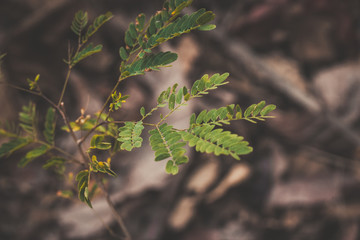green leaf