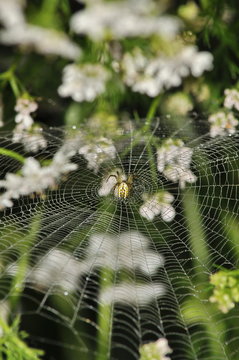 spider web in garden