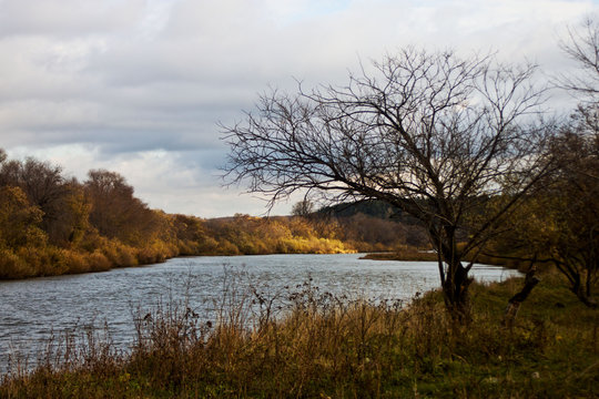 Golod tree on the background of the river