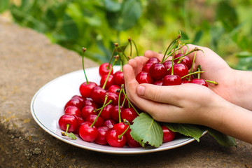 cherries, fruit berries, harvest (ripe and juicy fruits). top. copy space. food background