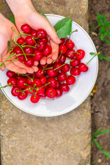 cherries, fruit berries, harvest (ripe and juicy fruits). top. copy space. food background