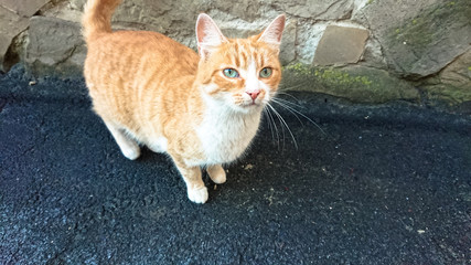 Homeless red cat on the asphalt pavement near the house