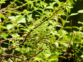 oregano in the glass