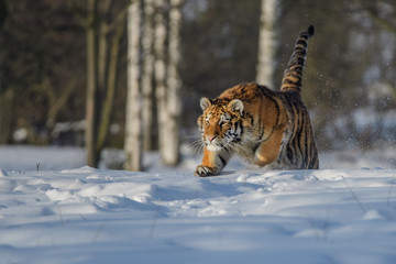 Siberian Tiger running in snow. Beautiful, dynamic and powerful photo of this majestic animal. Set in environment typical for this amazing animal. Birches and meadows