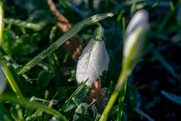 frozen plant