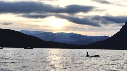 orcas and humpback whales hunting for herrings in the fjords of Norway in winter