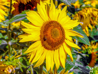 Obraz premium Field of sunflowers