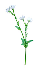 3D Rendering Berteroa Incana Flowers on White