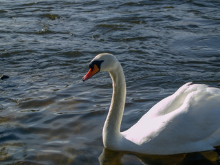 Swan