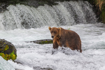 Grizzly bear in Alaska Katmai National Park hunts salmons (Ursus arctos horribilis)