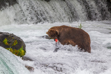 Naklejka premium Grizzly bear in Alaska Katmai National Park hunts salmons (Ursus arctos horribilis)