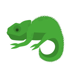 Green chameleon animal. A jungle exotic creature