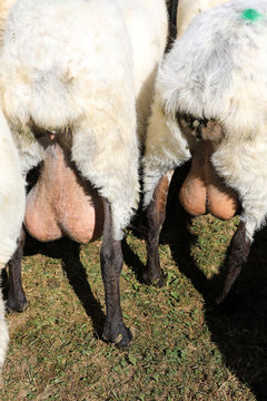 ubres de oveja en el campo 4M0A1502-A19