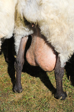 ubres de oveja en el campo 4M0A1504-A19