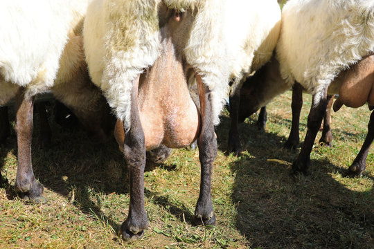 ubres de oveja en el campo 4M0A1509-A19