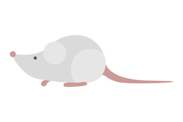 Cute little mouse with white fur. Funny