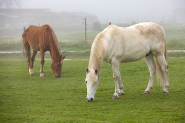 Fototapeta na wymiar Horses grazing in a foggy day