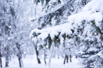 Fototapeta na wymiar Winter fir tree christmas scene with sunlight
