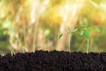 Growth of new life on  background