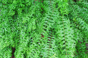 Top view green fern leaves (  sword fern ) patterns natural big group on background , pot ornamental plant
