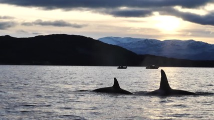 orcas and humpback whales hunting for herrings in the fjords of Norway in winter