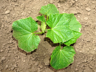 Cucumber seedling struggle to grow in dry soil, top view