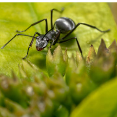 Fototapeta na wymiar Black Spiky ant crawling/walking on a green leafy plant moving to the side