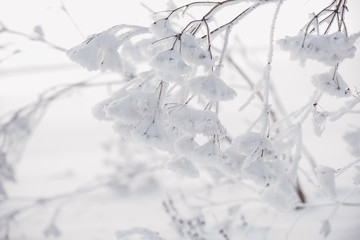 Delicate flower in cobwebs covered with white frost. Grass in the meadow covered with hoarfrost.  Soft selective focus.
