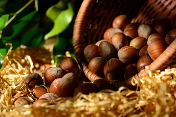 Nuts, Hazelnuts, Food, Almonds, Walnuts