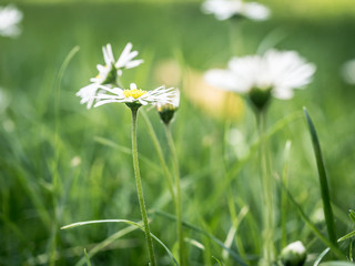 daisy in summer