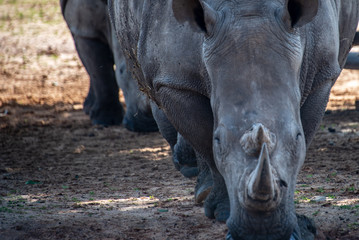 Obraz premium Safari