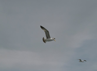 Gulls with food in their beak against a cloudy sky