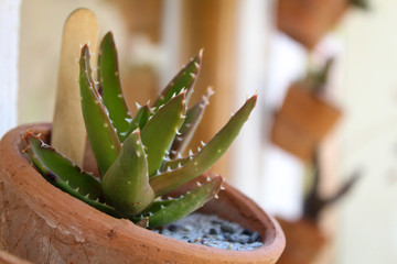 Close up of a little cactus plant in a terracotta planter on the wall of a white house 