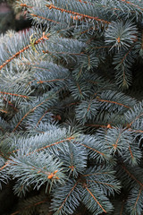 Naklejka na ściany i meble Spruce tree brances. Christmas fir as background