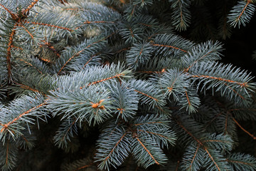 Naklejka na ściany i meble Beautiful spruce tree close-up. Natural evergreen background