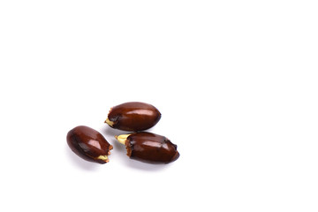 Three bones of litchi begin to germinate. Isolated on white background.