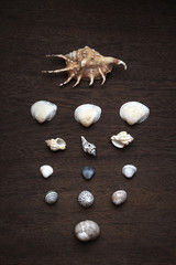 Fototapeta na wymiar Variety of clam sea shells arranged in rows and columns on brown wooden background. Summer memories pattern concept. Top view, vertical image, filtered image